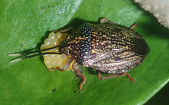 Antiteuchus sepulcralis
