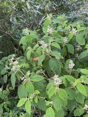 Miconia subseriata