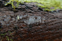 Vertagopus arboreus