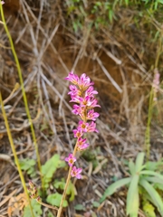 Francoa appendiculata