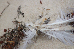 Chroicocephalus novaehollandiae