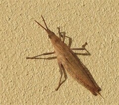 Atractomorpha similis