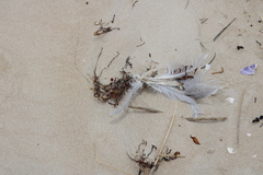 Chroicocephalus novaehollandiae