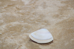 Austromactra rufescens