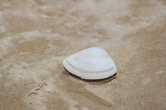 Austromactra rufescens