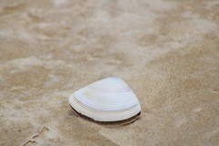 Austromactra rufescens