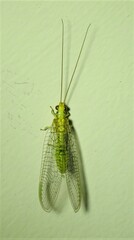 Italochrysa insignis