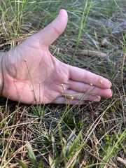 Syngonanthus flavidulus