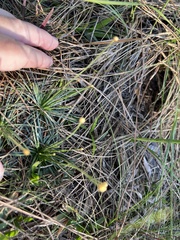 Syngonanthus flavidulus