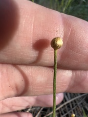 Syngonanthus flavidulus