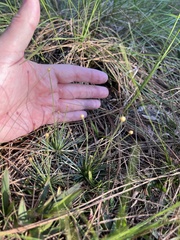 Syngonanthus flavidulus