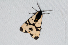 Arctia angelica