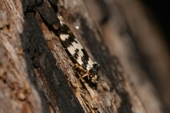 Barea confusella