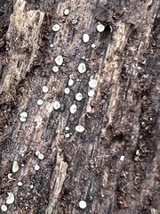 Chlorosplenium chlora