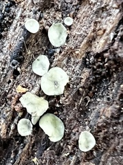 Chlorosplenium chlora