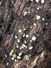 Chlorosplenium chlora