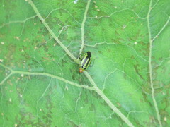 Poecilocapsus lineatus