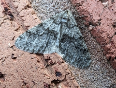 Phigalia denticulata