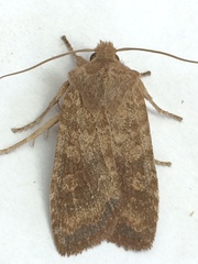 Lithophane semiusta