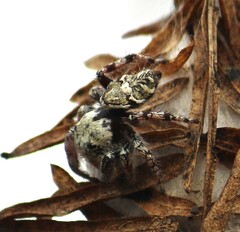 Phidippus carolinensis