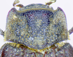 Trox scaber