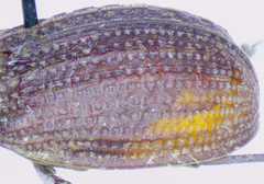 Trox scaber