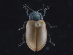 Chrysomela crotchi
