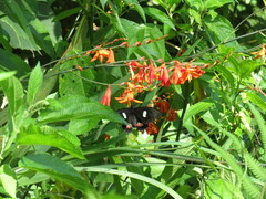 Parides anchises