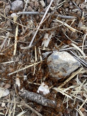 Solenopsis geminata