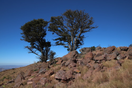Podocarpus latifolius
