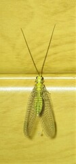 Italochrysa insignis