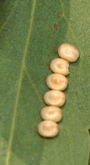 Opodiphthera eucalypti