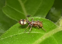 Cephalotes umbraculatus