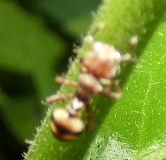 Cephalotes umbraculatus