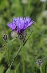 Centaurea triumfettii