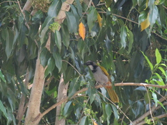 Saltator atriceps