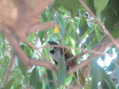 Saltator atriceps