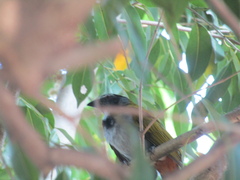 Saltator atriceps
