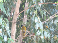 Saltator atriceps