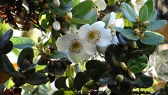 Eucryphia cordifolia