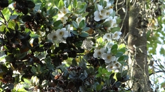 Eucryphia cordifolia