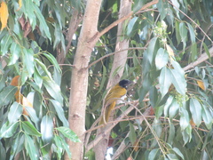 Saltator atriceps