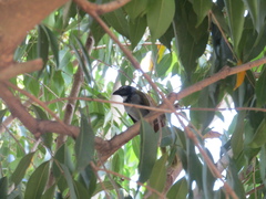 Saltator atriceps