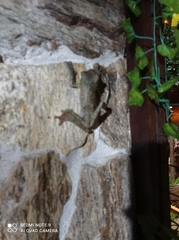 Itapotihyla langsdorffii