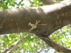 Leiothlypis peregrina