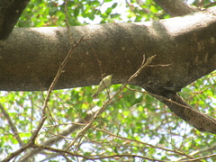Leiothlypis peregrina