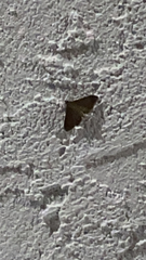 Herpetogramma phaeopteralis