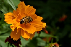 Apis mellifera