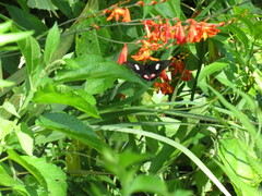 Parides anchises