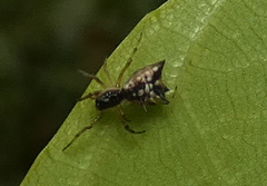 Micrathena picta